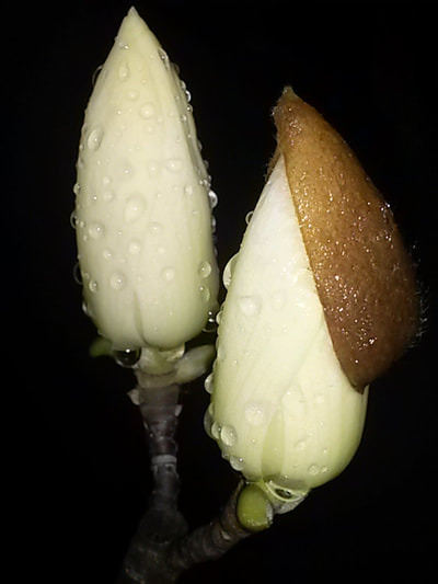 Magnolia purpurea - VIVAI PIANTE NARDI MARCO - vendita - spedizione